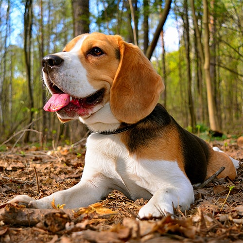 beagle puppy care