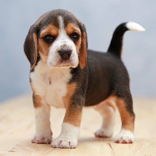 do beagle puppies make good pets? 2