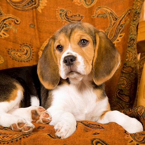 Beagle puppy hot sale rescue