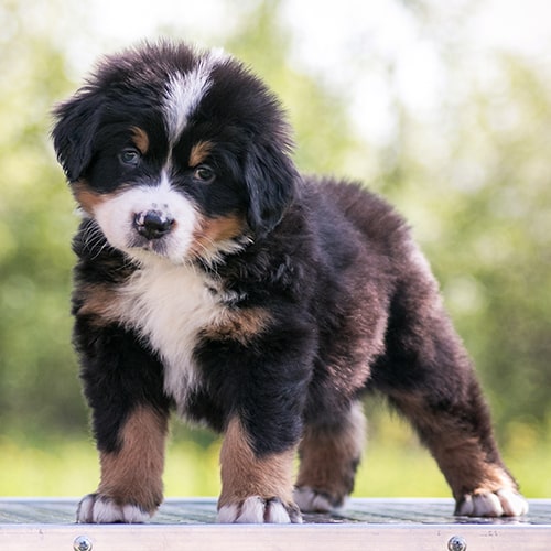 bernese mountain dog for sale