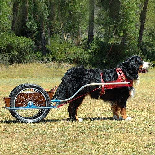 Bernese mountain store dog service dog