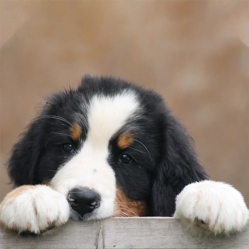 Short haired bernese 2024 mountain dog puppy