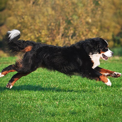 Long haired bernese mountain clearance dog