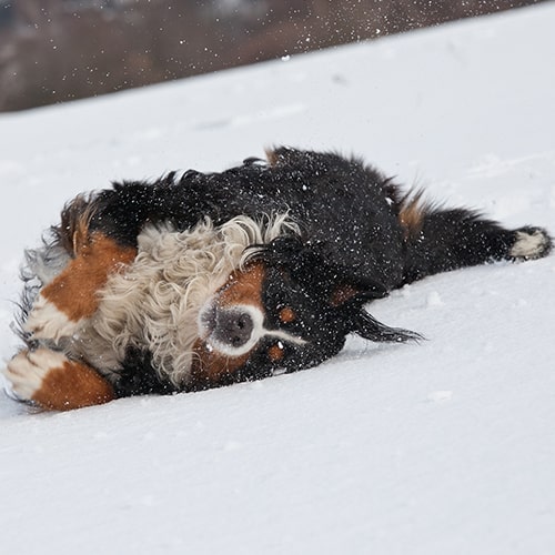 Bernese mountain dog deals rescue near me