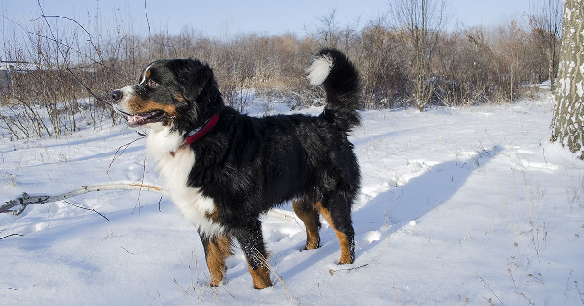 Bernese Mountain Dog - Pdsa