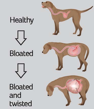 Inverted stomach in dogs