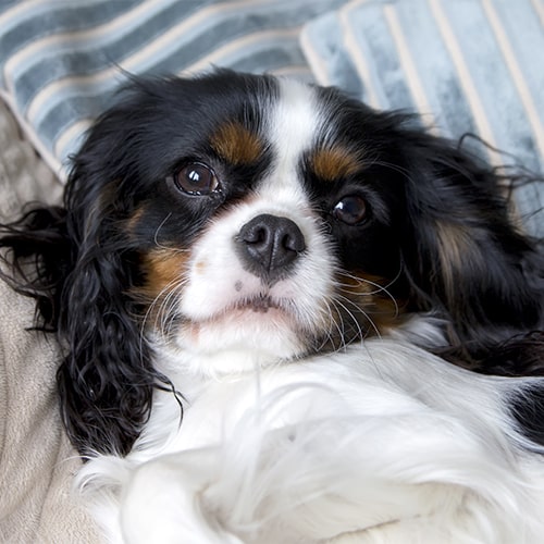 Grey cavalier king charles 2024 spaniel