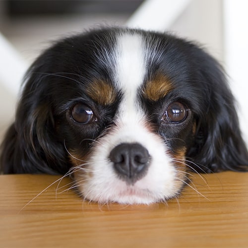 Kc registered best sale king charles puppies