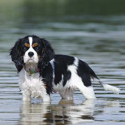 Cavalier King Charles Spaniel Dog Breed Pictures, 1