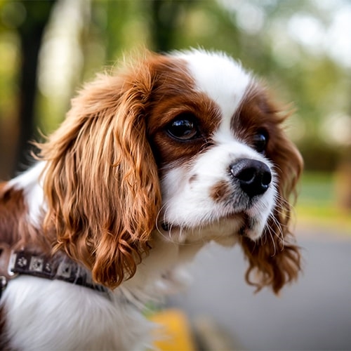 what does a cavalier dog look like