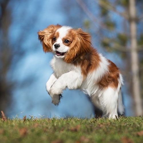 Cavalier King Charles Spaniel Dog Breed Information