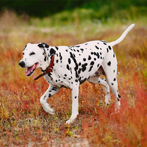 Dalmatian sales bred for