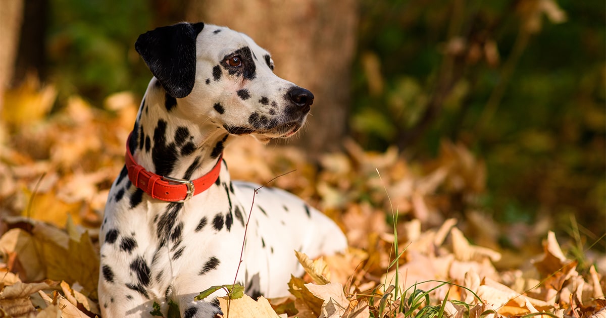 Buying store a dalmatian