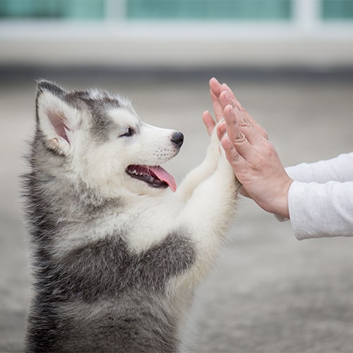 husky puppy care