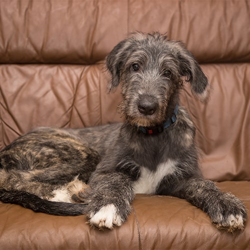 wolfhounds for adoption