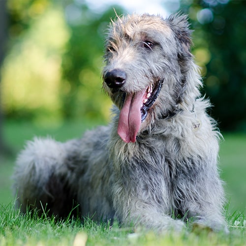 russian wolfhound cost
