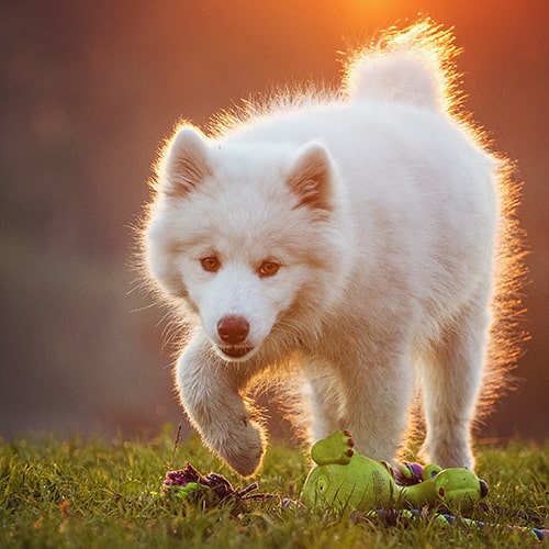 Raising hot sale a samoyed