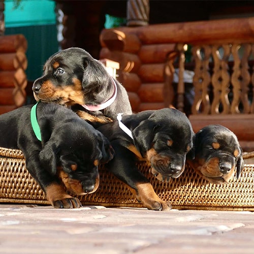 Purebred store doberman puppies