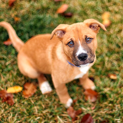 Miniature best sale staffy breeders