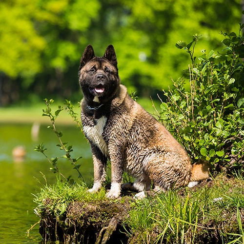 Fully best sale grown akita