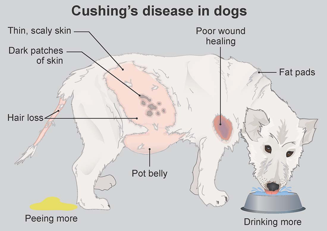 Cushing s Disease In Dogs PDSA