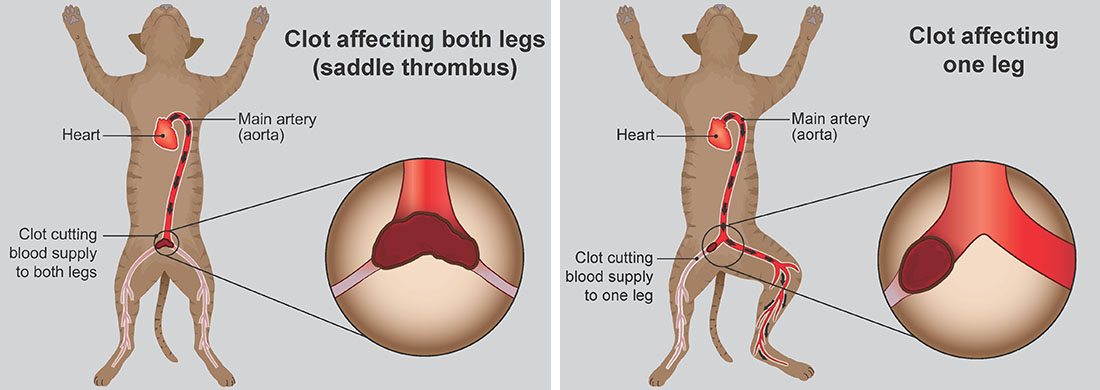 saddle-thrombus-aortic-thromboembolism-in-cats-pdsa