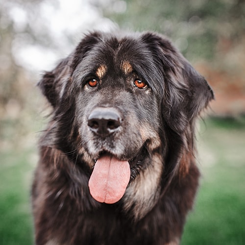 Lion head best sale tibetan mastiff