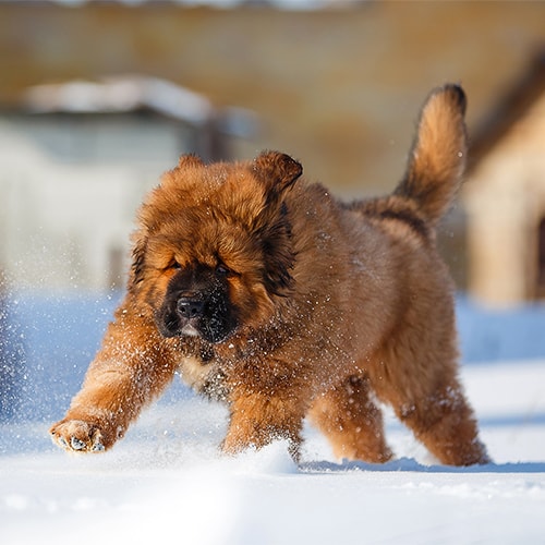 Tibetan mastiff average store cost