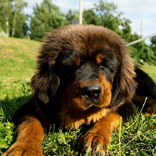 Tibetan mastiff hot sale rescue