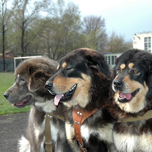 Tibetan mastiff sale rescue