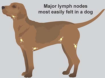where are dogs lymph nodes in neck