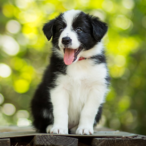 average cost of a border collie