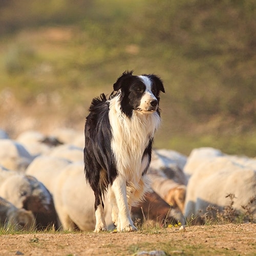 do border collies get along with other animals