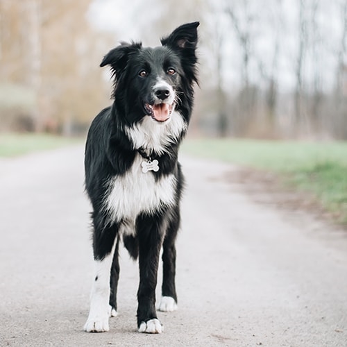 Are border collies good dogs for families