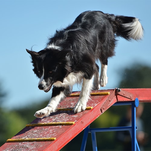 Training an best sale older border collie