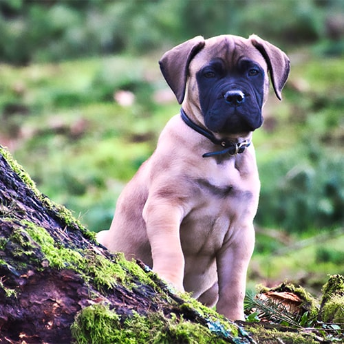 Blue bullmastiff hot sale