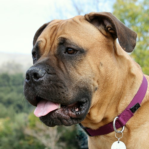 Bullmastiff breeders hot sale