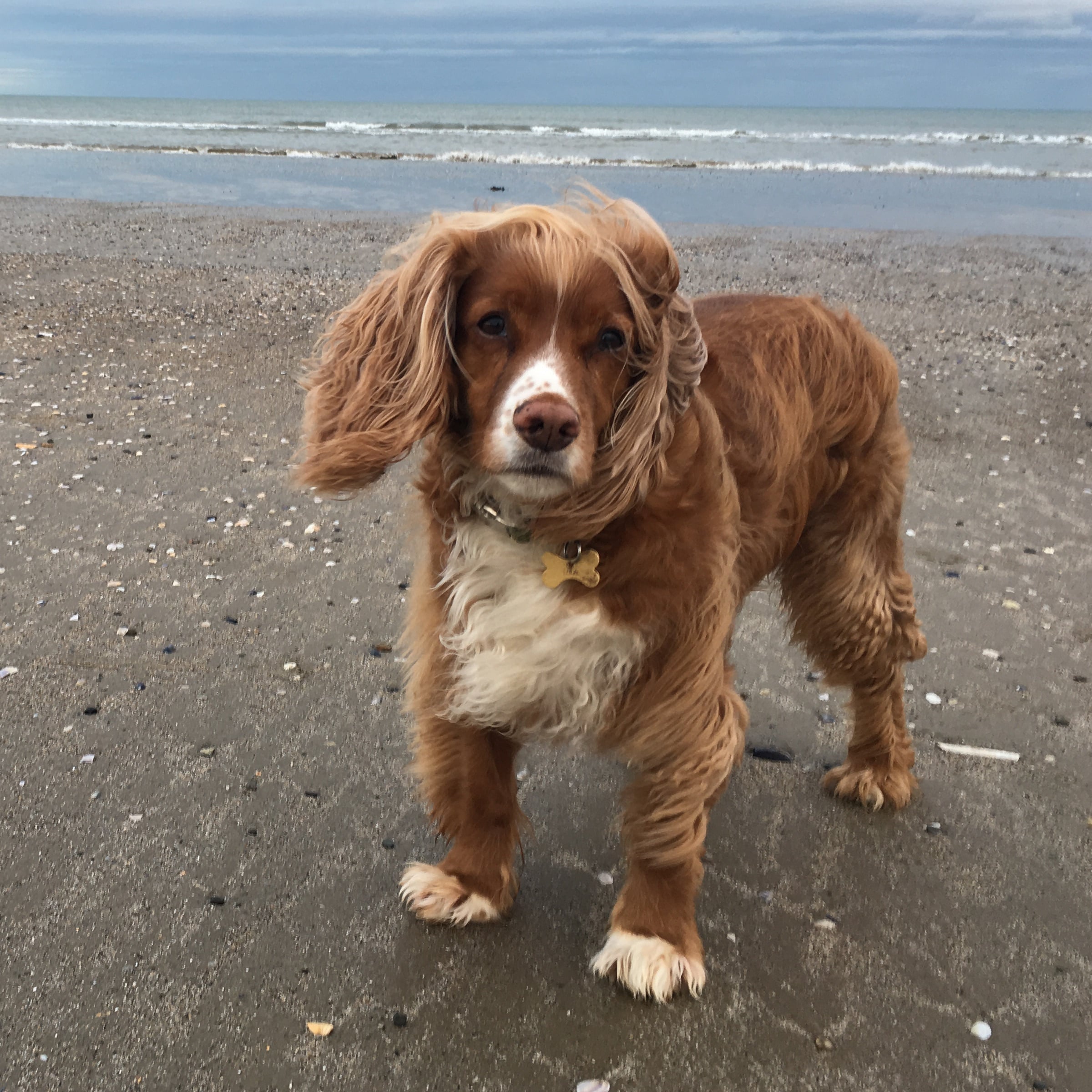 red cocker spaniel puppies for sale