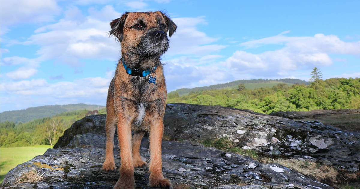 se puede lavar un border terrier