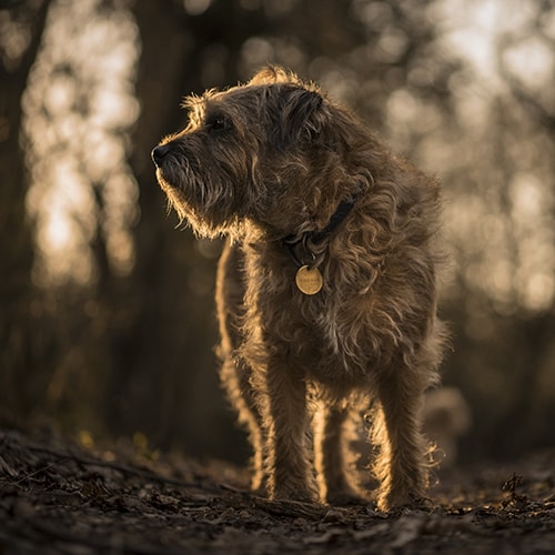 Border terrier hot sale long hair