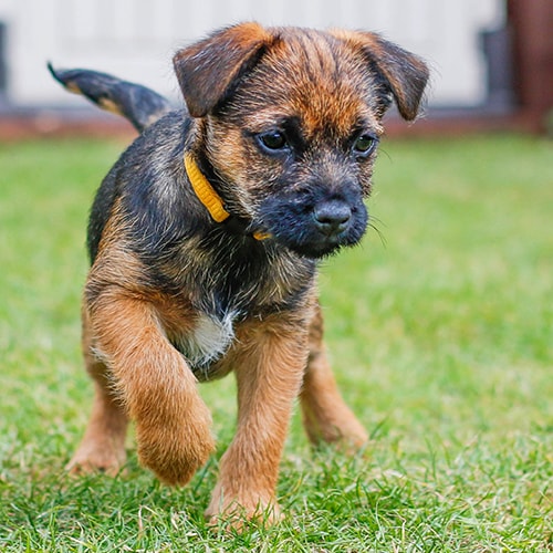 border terrier puppies for sale