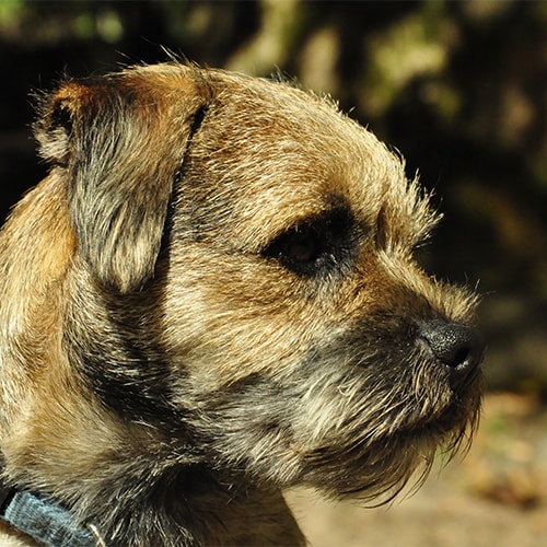 Border terriers sale needing homes