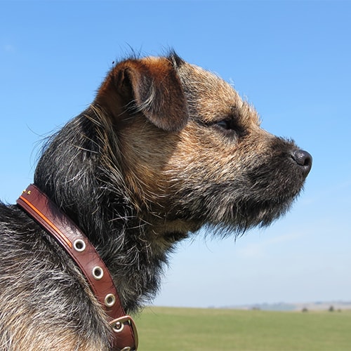 Best brush hotsell for border terrier