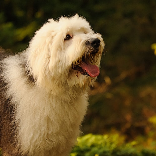 Old english sheepdog sales care