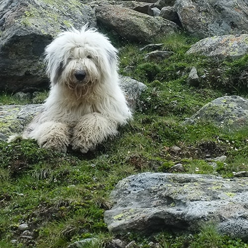 Owning an best sale old english sheepdog