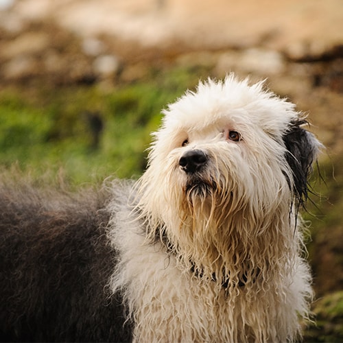 Owning an old english hot sale sheepdog