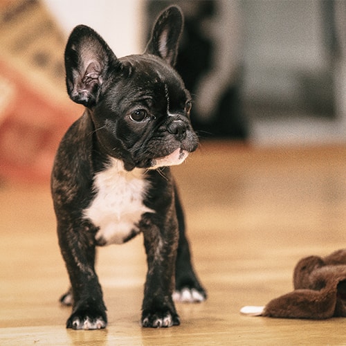 small french bulldog for sale