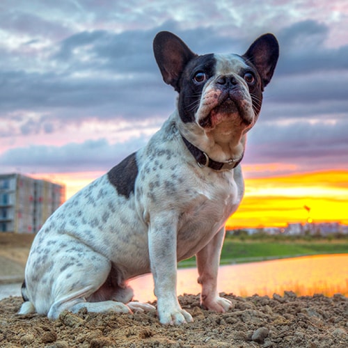 Rescue french sales bulldogs for sale