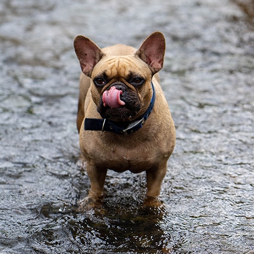 French bulldog keeps being clearance sick