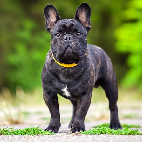 are french bulldogs good pets